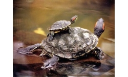 Turtle Trading: Aspectos filosóficos y prácticos de Dennis y Eckhardt.