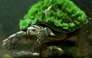 TURTLE TRADING: Enseñanzas de Dennis: Preguntas (Parte III)